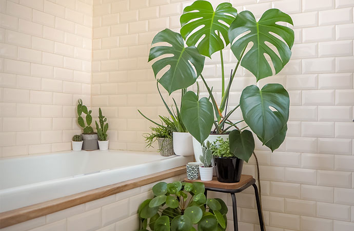 Bring a touch of greenery to your bathroom.